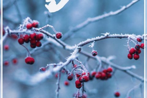 小雪：甲子徒推小雪天，刺梧犹绿槿花然。